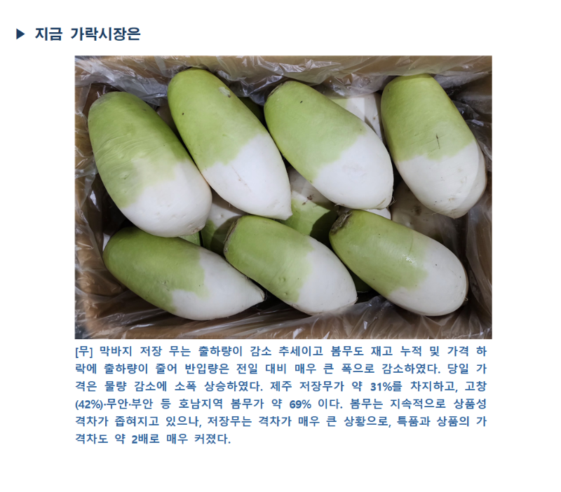 지금 가락시장에는 다발로 묶여 있는 무들이 상자에 담겨 있습니다.
[무] 막바지 저장 무는 출하량이 감소 추세이고 봄무도 재고 누적 및 가격 하락에 출하량이 줄어 반입량은 전일 대비 매우 큰 폭으로 감소하였습니다. 당일 가락은 물량 감소에 소폭 상승하였습니다. 제주 저장무가 약 31%를 차지하고, 고창(42%), 무안부안 등 호남지역 봄무가 약 69%입니다. 봄무는 지속적으로 상품성 격차가 좁혀지고 있으나, 저장무는 격차가 매우 큰 상황으로, 특품과 상품의 가격 격차도 약 2배로 커졌습니다.