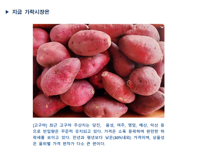 지금 가락시장에는 붉은색 껍질의 고구마들이 여러 개 쌓여 있습니다.
[고구마] 최근 고구마 주산지는 당진, 음성, 여주, 영암, 예산, 익산 등으로 반입량은 꾸준히 유지되고 있습니다. 가격은 소폭 등락하며 완만한 하락세를 보이고 있습니다. 전년과 평년보다 낮은 (30%내외) 가격이며, 상품성별 품질 차이가 다소 큰 편입니다.