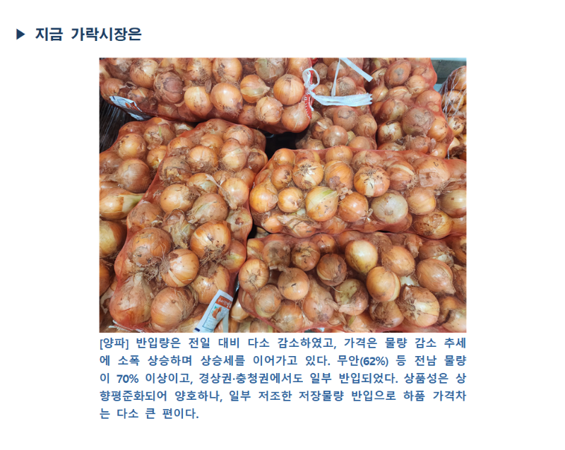 지금 가락시장에는 주황색 그물망에 담긴 양파들이 가득 쌓여 있습니다.
[양파] 반입량은 전일 대비 다소 감소하였고, 가격은 물량 감소 추세에 소폭 상승하며 상승세를 이어가고 있습니다. 무안(62%) 등 전남 물량이 70% 이상이고, 경상권·충청권에서도 일부 반입되었습니다. 상품성은 상향 평준화되어 양호하나, 일부 저조한 저장 물량 반입으로 하품 가격차가 다소 큰 편입니다.