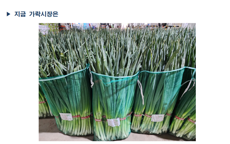 그물망에 담겨 진열된 대파 묶음들