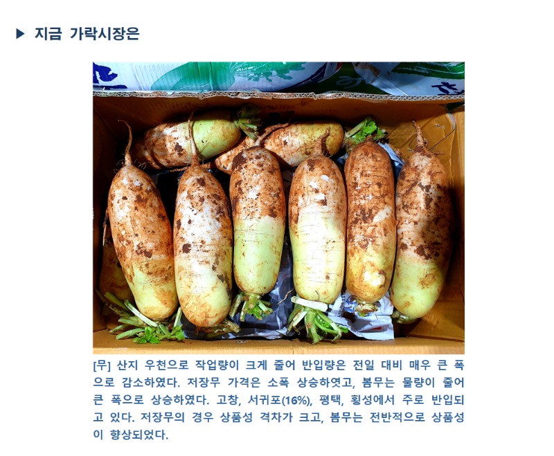 박스에 담긴 무 여러 개. 무의 표면은 흙이 묻어있고, 상단은 연두색, 하단은 흰색을 띤다.