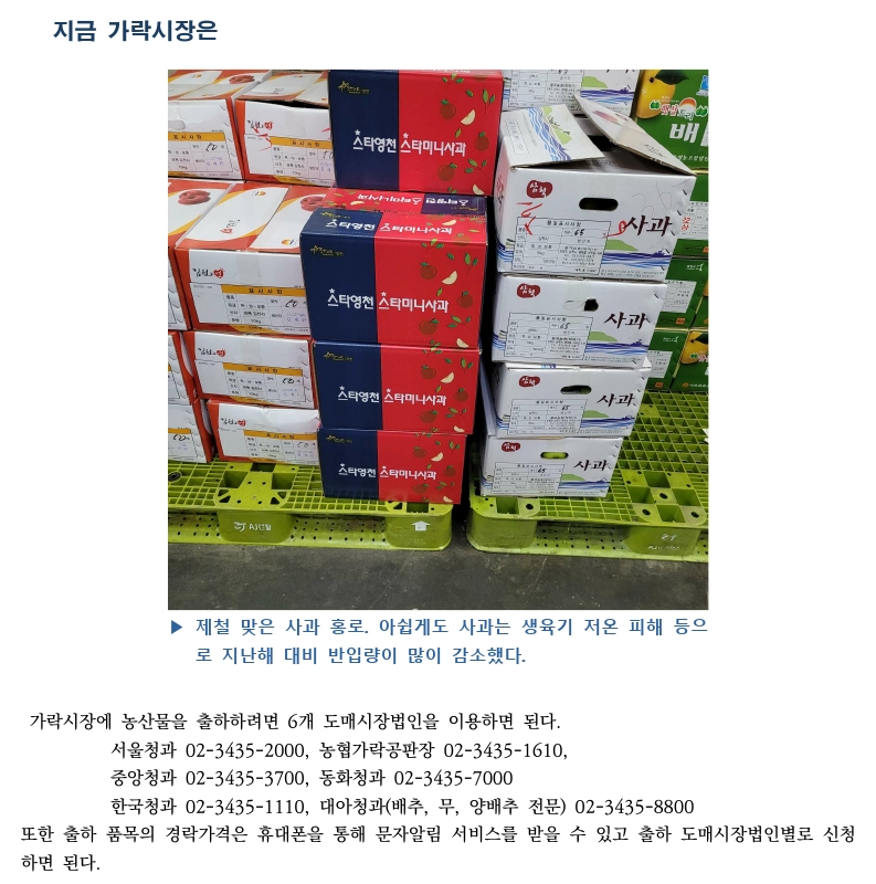 가락시장 싱싱정보(9.1 복숭아, 토마토, 사과, 감자).pdf_page_5.png