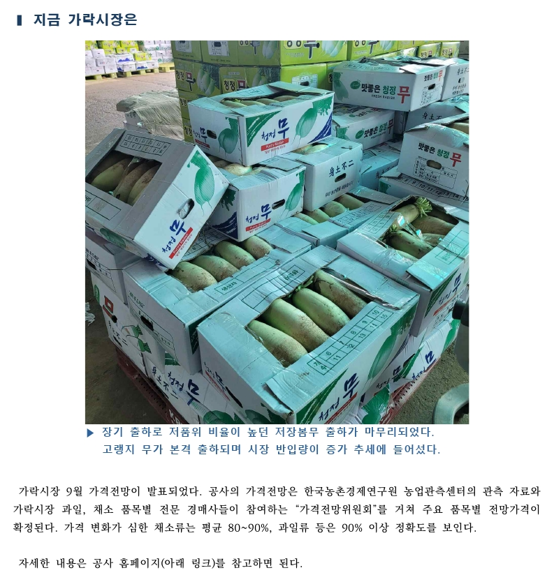 가락시장 싱싱정보(9.5. 배추, 무, 양배추, 오이맛고추).pdf_page_5.png