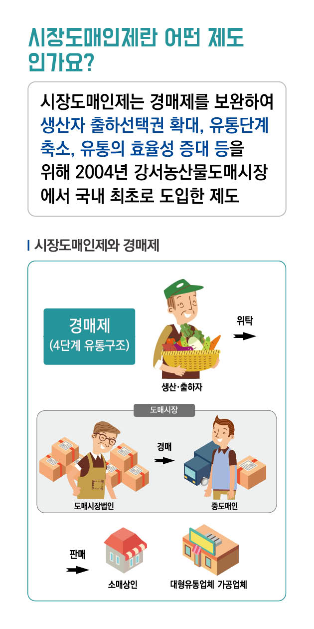 파일명: 시장도매인 모바일용(세로형)_7.jpg
이미지 설명: 시장도매인제도 비교 정보 이미지
[메인 문구] 시장도매인제란 어떤 제도인가요?
[설명 문구] 시장도매인제는 경매제를 보완하여 생산자 출하선택권 확대, 유통단계 축소, 유통의 효율성 증대 등을 위해 2004년 강서농산물도매시장에서 국내 최초로 도입한 제도
[부제] 시장도매인제와 경매제
[주요 내용] 이미지에는 두 가지 유통 시스템이 비교되어 있습니다:

'경매제(4단계 유통구조)' - 청록색 박스로 표시
생산자/출하자가 농산물 바구니를 들고 있는 일러스트
유통 과정을 보여주는 화살표 ('위탁', '경매', '판매')
도매시장 내에는 도매시장법인과 중도매인 두 단계
소매 단계에는 소매상인과 대형유통업체/가공업체

이 이미지는 경매제가 4단계 유통구조를 가진 것에 비해 시장도매인제가 더 효율적인 유통 방식임을 보여주는 비교 설명 자료입니다. 생산자부터 최종 판매처까지의 전체 유통 흐름을 일러스트와 화살표로 시각화하고 있습니다.