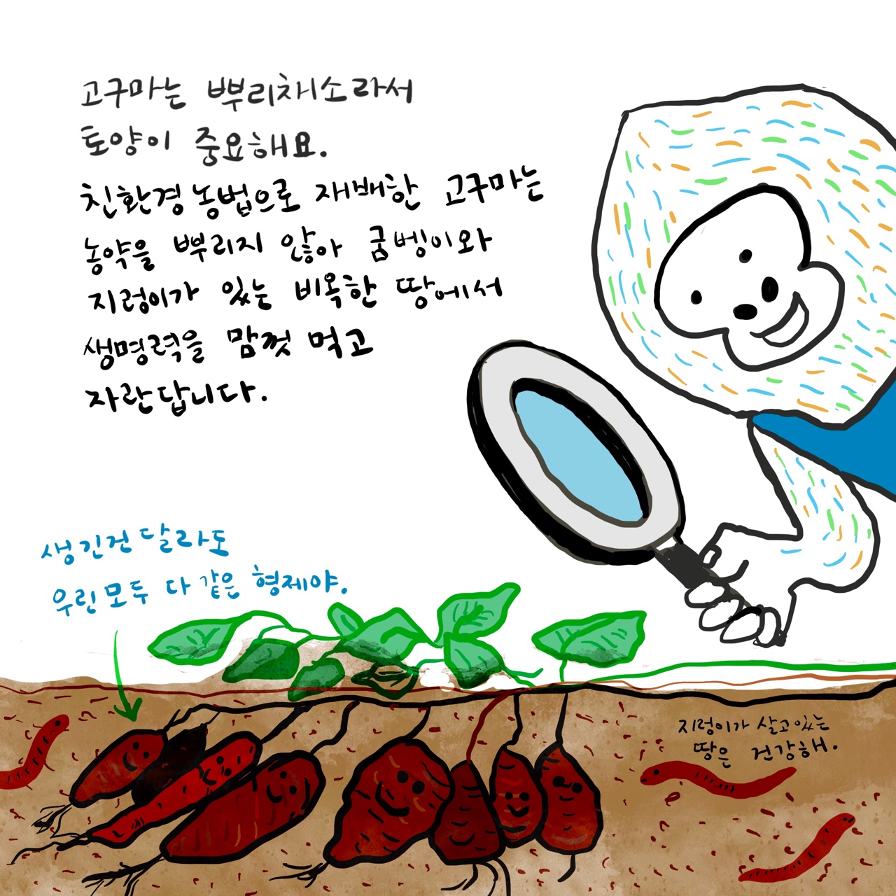 고구마2.jpg